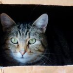Taşınırken Tabaklar Nasıl Paketlenir?